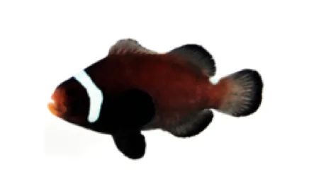 Black Extreme Misbar (A. ocellaris “Black Extreme Misbar”)