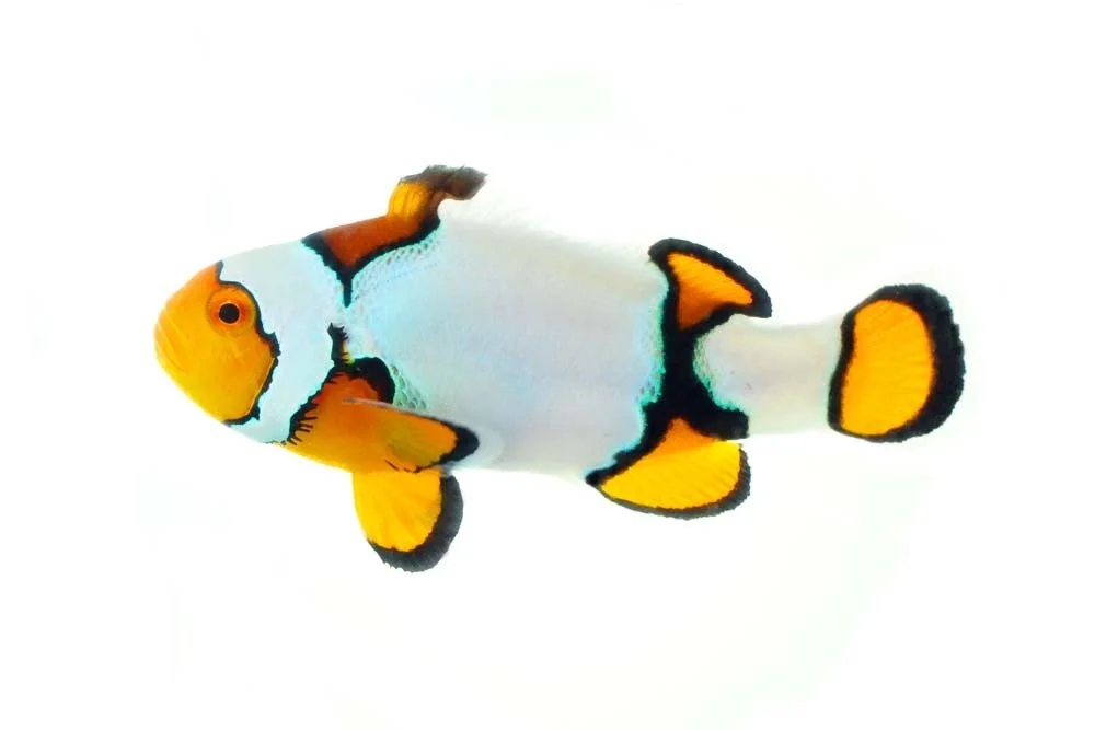 Black Ice Ocellaris (A. ocellaris “Black Ice”)