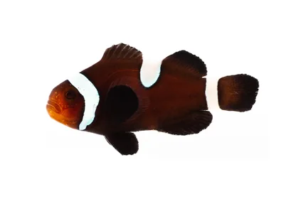 Black Misbar (A. ocellaris “Black Misbar”)
