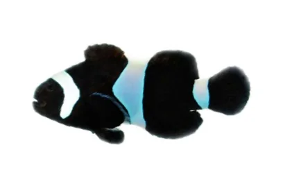 Black Ocellaris (A. ocellaris “Black”)