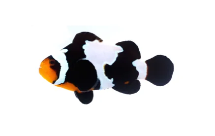 Black Snowflake Ocellaris (A. ocellaris “Black Snowflake”)