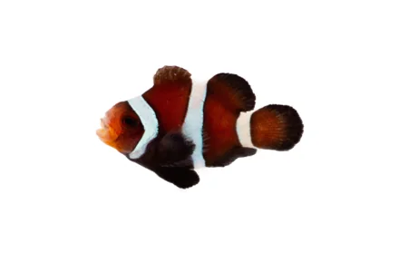 Black Stubby (A. ocellaris “Black Stubby”)