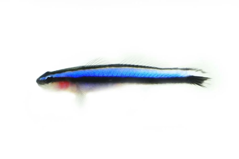 Blue Neon Goby (Elacatinus oceanops)