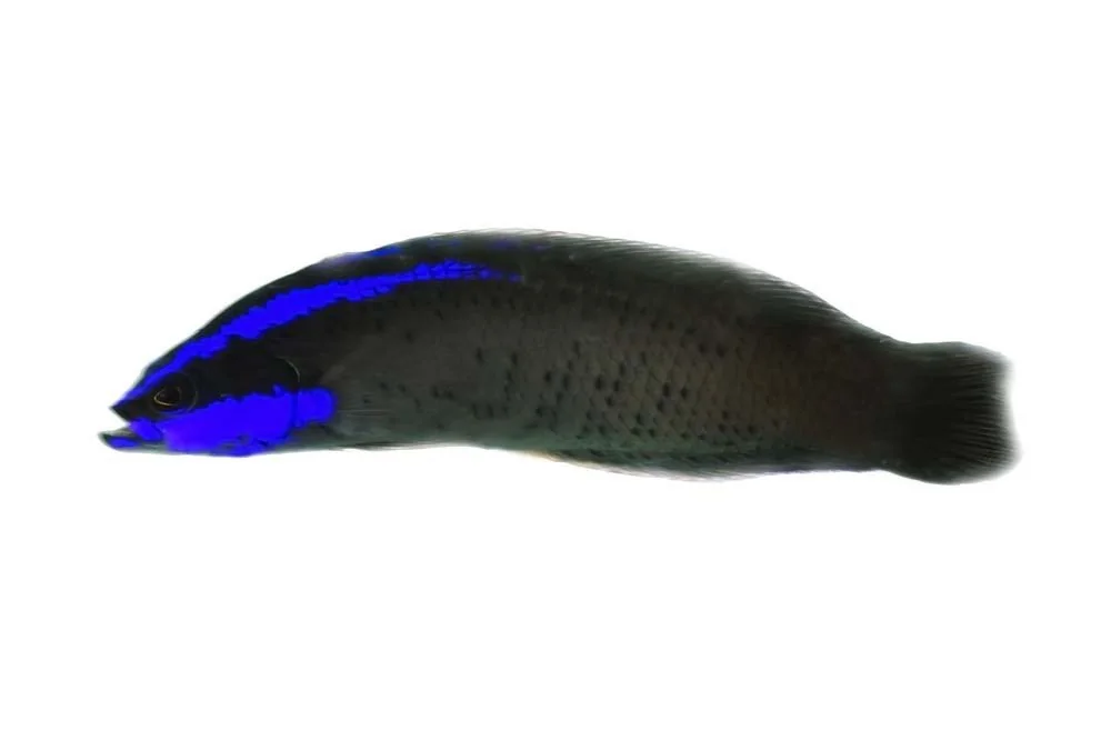 Blue-Striped Dottyback (Pseudochromis springeri)
