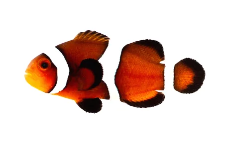 Caramel Ocellaris (A. ocellaris “Caramel”)