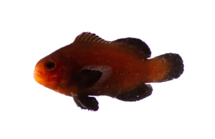 Chocolate Ocellaris (A. ocellaris “Chocolate”)