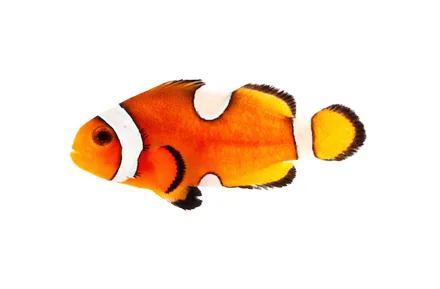 Comum Misbar (A. ocellaris “Misbar”)