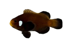 Domino Ocellaris (A. ocellaris “Domino”)