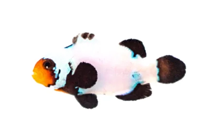 Extreme Black Snowflake Ocellaris (A. ocellaris “Extreme Black Snow”)