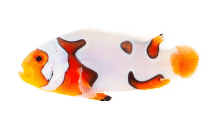 Extreme Picasso Clownfish (A. percula “Extreme Picasso”)
