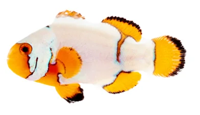 Extreme Snowflake Ocellaris (A. ocellaris “Extreme Snowflake”)