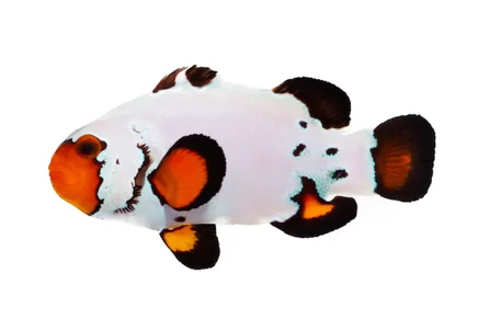Frostbite Ocellaris (A. ocellaris “Frostbite”)