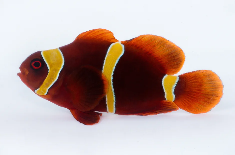 Goldstripe Maroon Clownfish (P. biaculeatus “Goldstripe”)