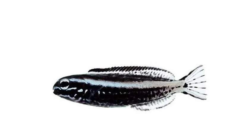 Kamoharai (Meiacanthus kamoharai)