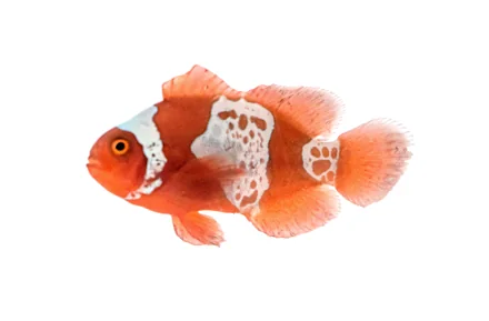 Lightning Maroon Clownfish (P. biaculeatus “Lightning”)