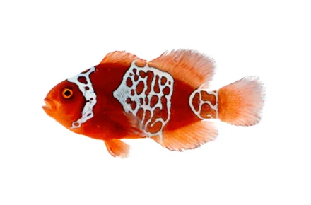 Lightning Maroon Papua New Guinea (P. biaculeatus “Lightning Papua”)