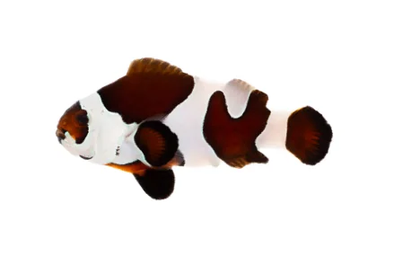 Mocha Storm Ocellaris (A. ocellaris “Mocha Storm”)