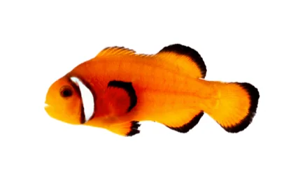 Naked Extreme Misbar (A. ocellaris “Naked Extreme Misbar”)