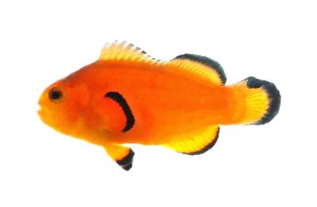 Naked Ocellaris (A. ocellaris “Naked”)