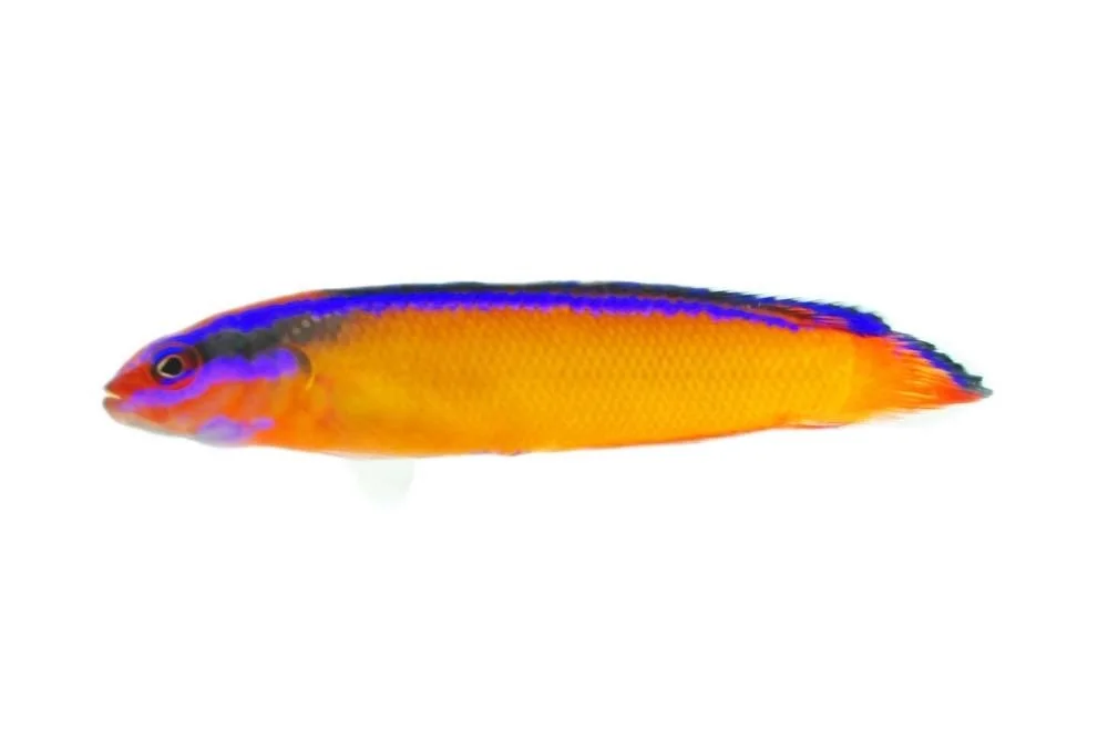 Neon ou Arabian Dottyback (Pseudochromis aldabraensis)