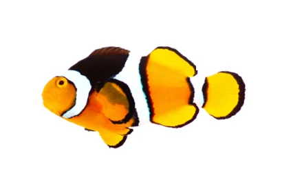 Onyx Percula (A. percula “Onyx”)