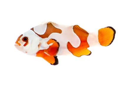 Orange Storm Ocellaris (A. ocellaris “Orange Storm”)