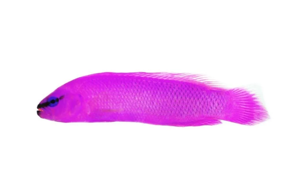 Orchid Dottyback (Pseudochromis fridmani)