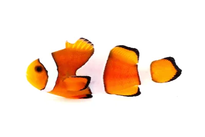Peixe-Palhaço Comum (Amphiprion ocellaris)