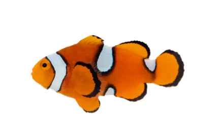 Percula Misbar (A. percula “Misbar”)