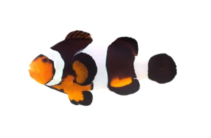Photon Ocellaris (A. ocellaris “Photon“)