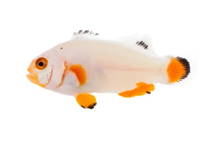 Platinum Percula (A. percula “Platinum”)