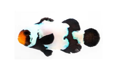 Premium Black Snowflake Ocellaris (A. ocellaris “Premium Black Snow”)