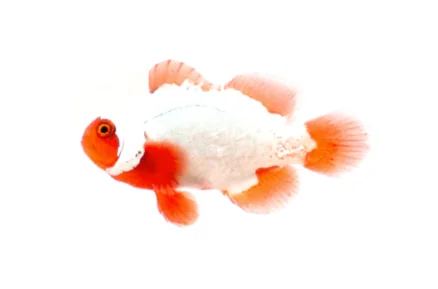 Premium Golden Nugget Maroon Clownfish (P. biaculeatus “Premium Nugget”)