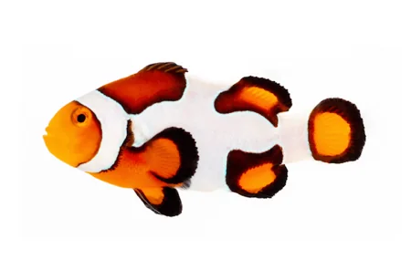 Premium Picasso Clownfish (A. percula “Premium Picasso”)