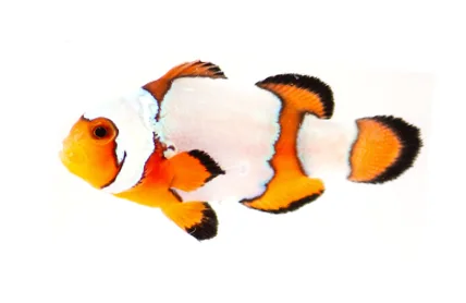 Premium Snowflake Ocellaris (A. ocellaris “Premium Snowflake”)