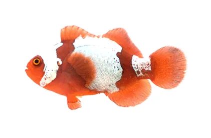 Snowflake Maroon Clownfish (P. biaculeatus “Snowflake”)