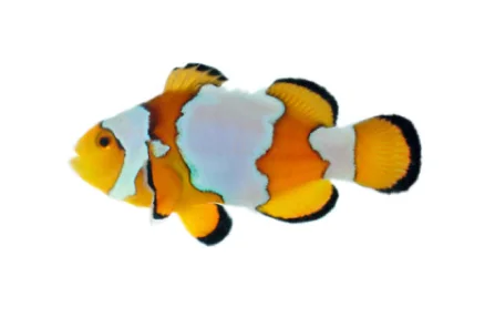 Snowflake Ocellaris (A. ocellaris “Snowflake”)