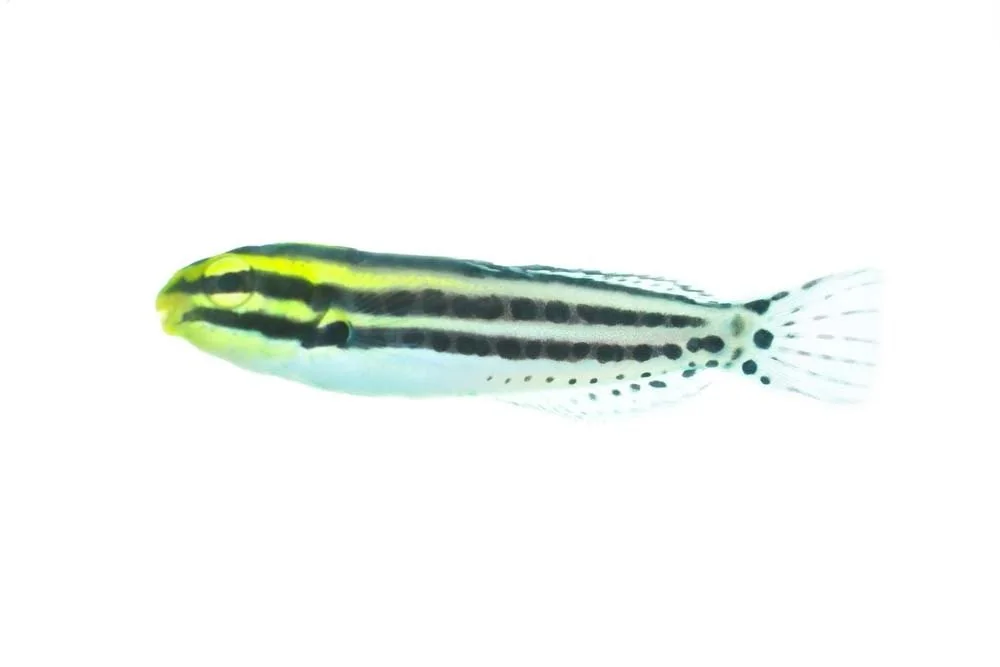 Striped Blennie (Meiacanthus grammistes)
