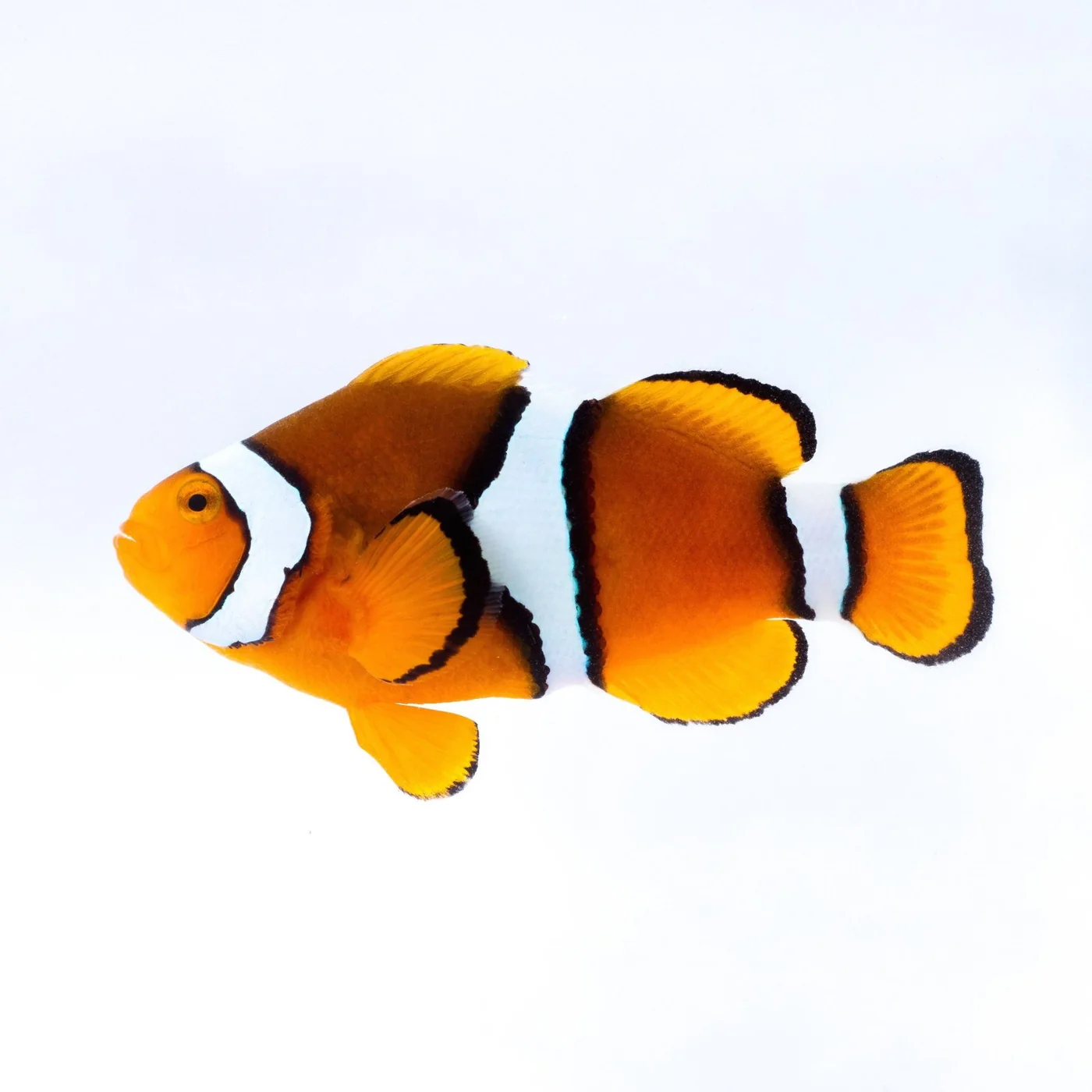 True Percula Clownfish (Amphiprion percula)