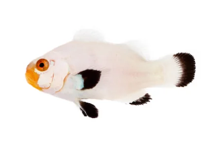 Wyoming White Ocellaris (A. ocellaris “Wyoming White”)