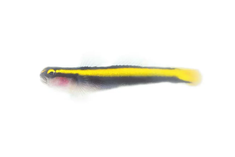 Yellow Neon Goby (Elacatinus figaro)