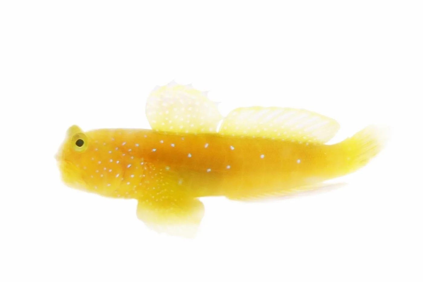 Yellow Watchman Goby (Cryptocentrus cinctus)