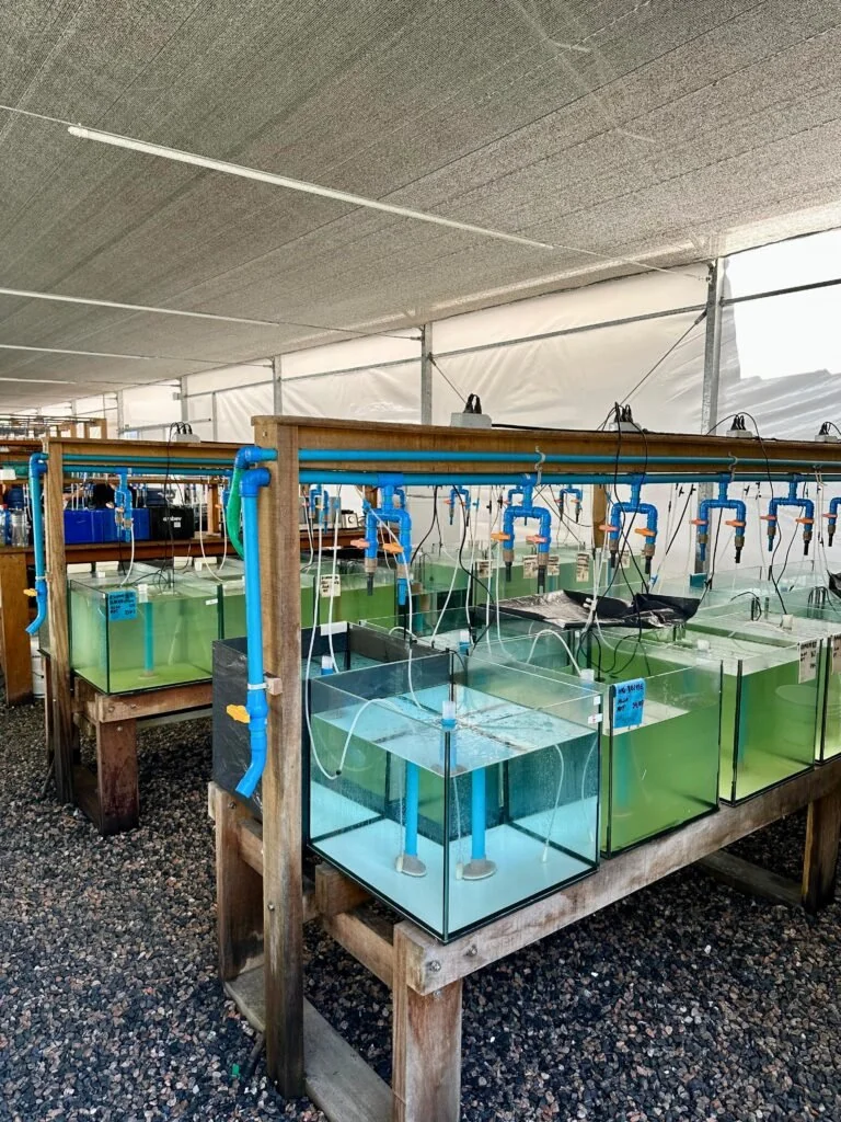 Aquários e sistema de circulação de água nas instalações ECOREEF