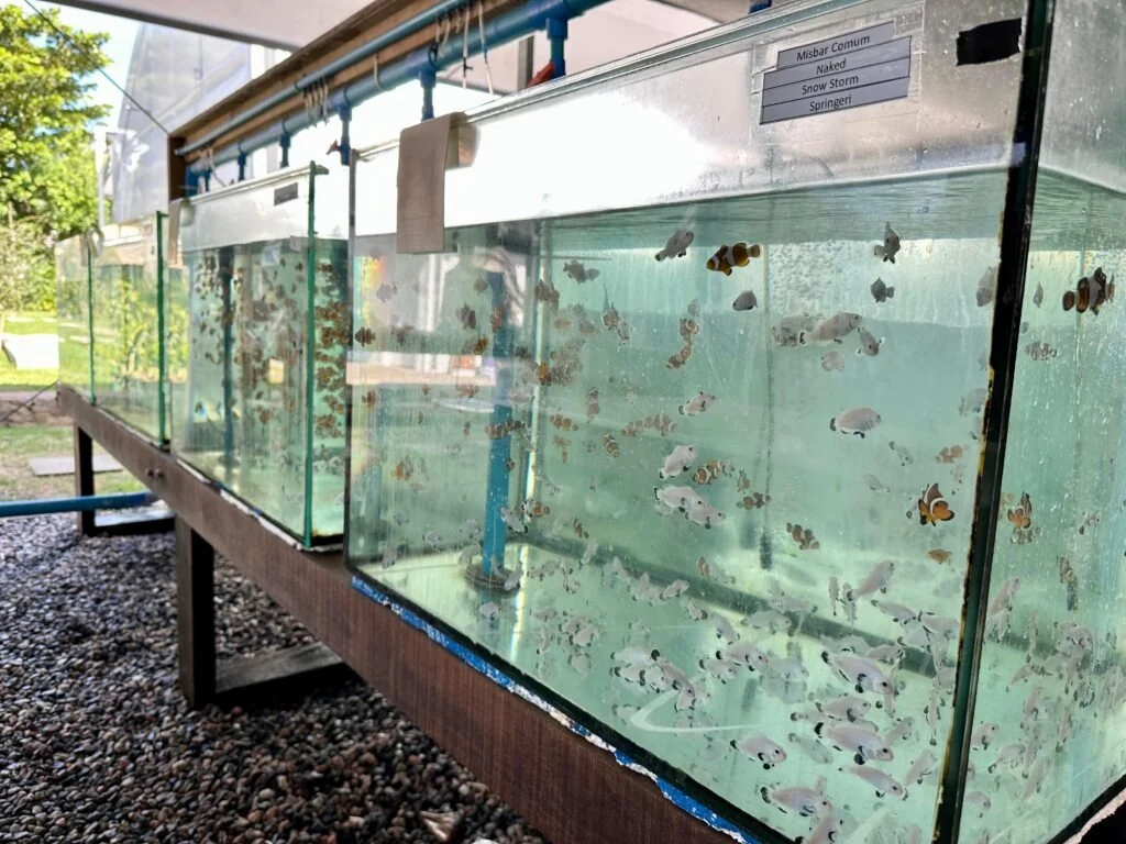 Peixes-palhaços nos aquários de cultivo da ECOREEF