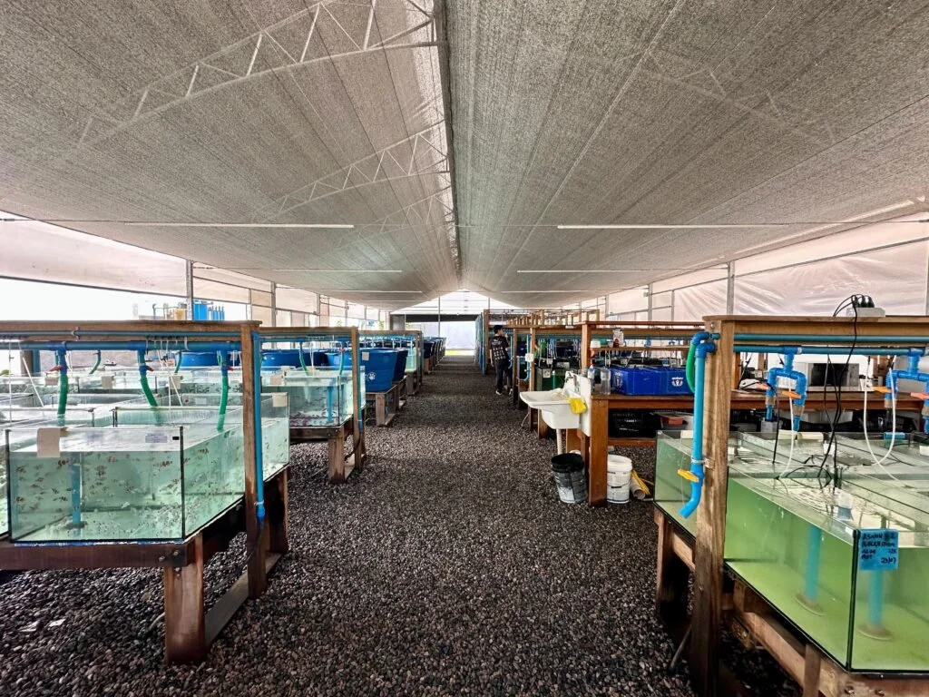 Vista interna das instalações ECOREEF com fileiras de aquários e tubulações